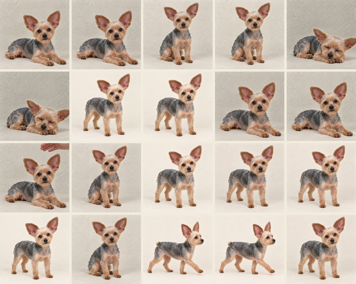 お届けする動画の一部(作り手の犬の場合)。アプリの中でつながって、その子が過ごします。