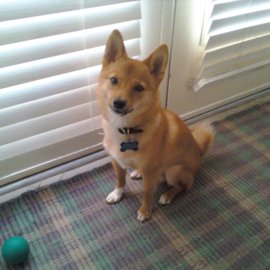 元の写真: 柴犬
